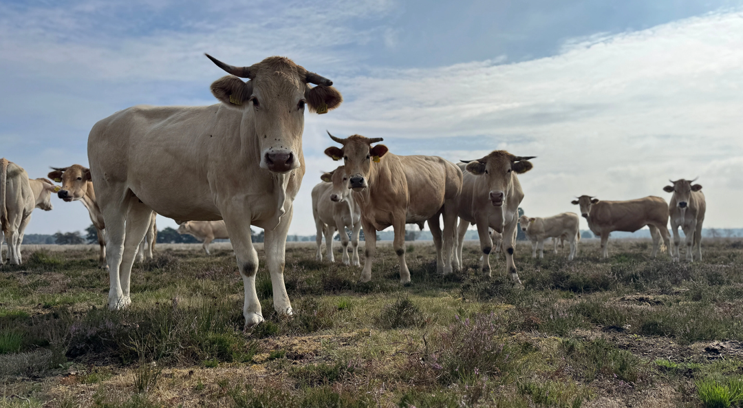 🌱 Grasgevoerd vlees: wat is het nou eigenlijk precies?
