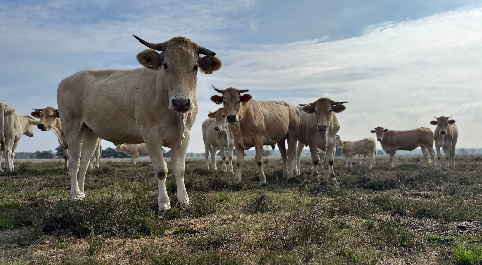 🌱 Grasgevoerd vlees: wat is het nou eigenlijk precies?